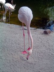 gestatten Flamingo