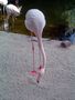gestatten Flamingo von Claudia Haardt 