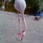 gestatten Flamingo