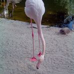 gestatten Flamingo