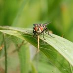 Gestatten Fliege