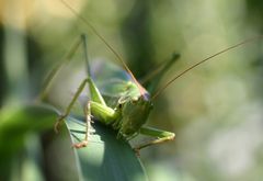 Gestatten: Flip der Grashüpfer