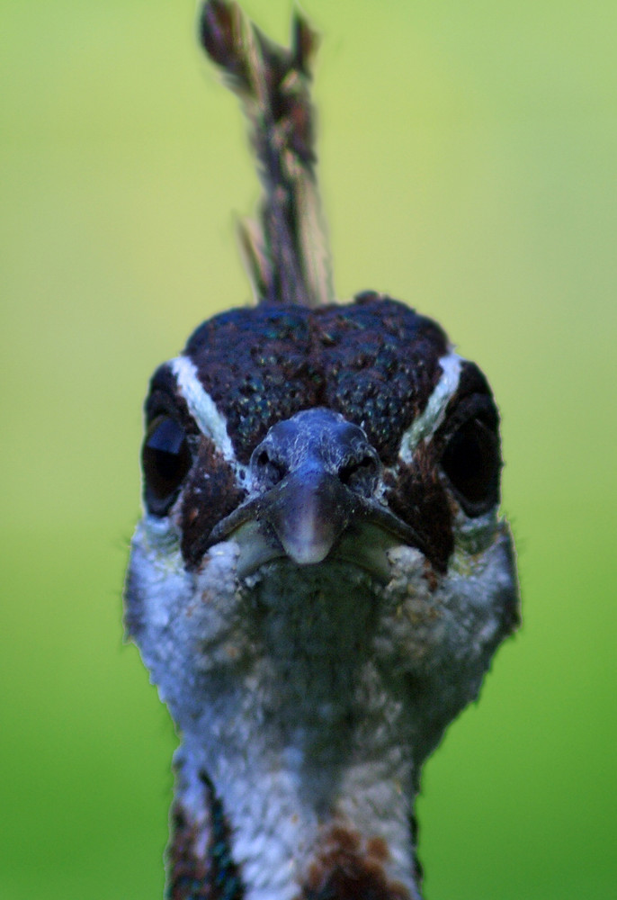 Gestatten: Frau Pfau