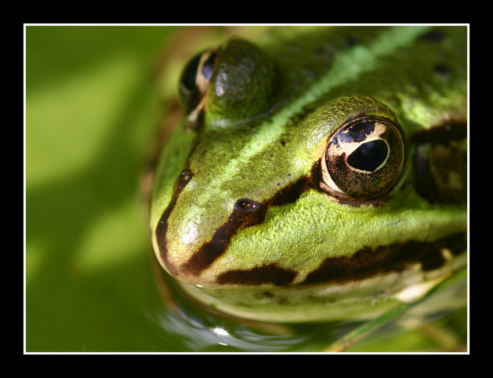 Gestatten Frosch...