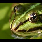 Gestatten Frosch...