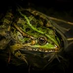 Gestatten - Frosch von Frosch