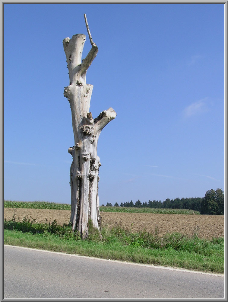 Gestatten, früher Baum...