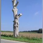 Gestatten, früher Baum...