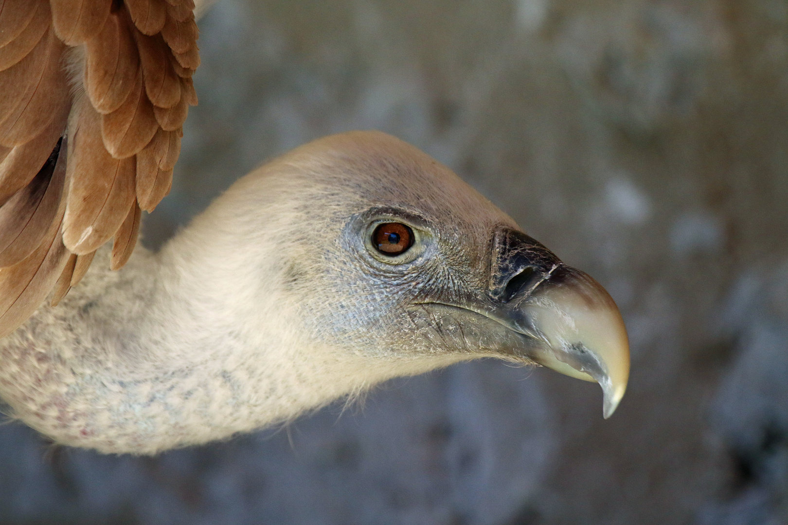 Gestatten Gänsegeier, nicht Pleitegeier