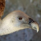 Gestatten Gänsegeier, nicht Pleitegeier