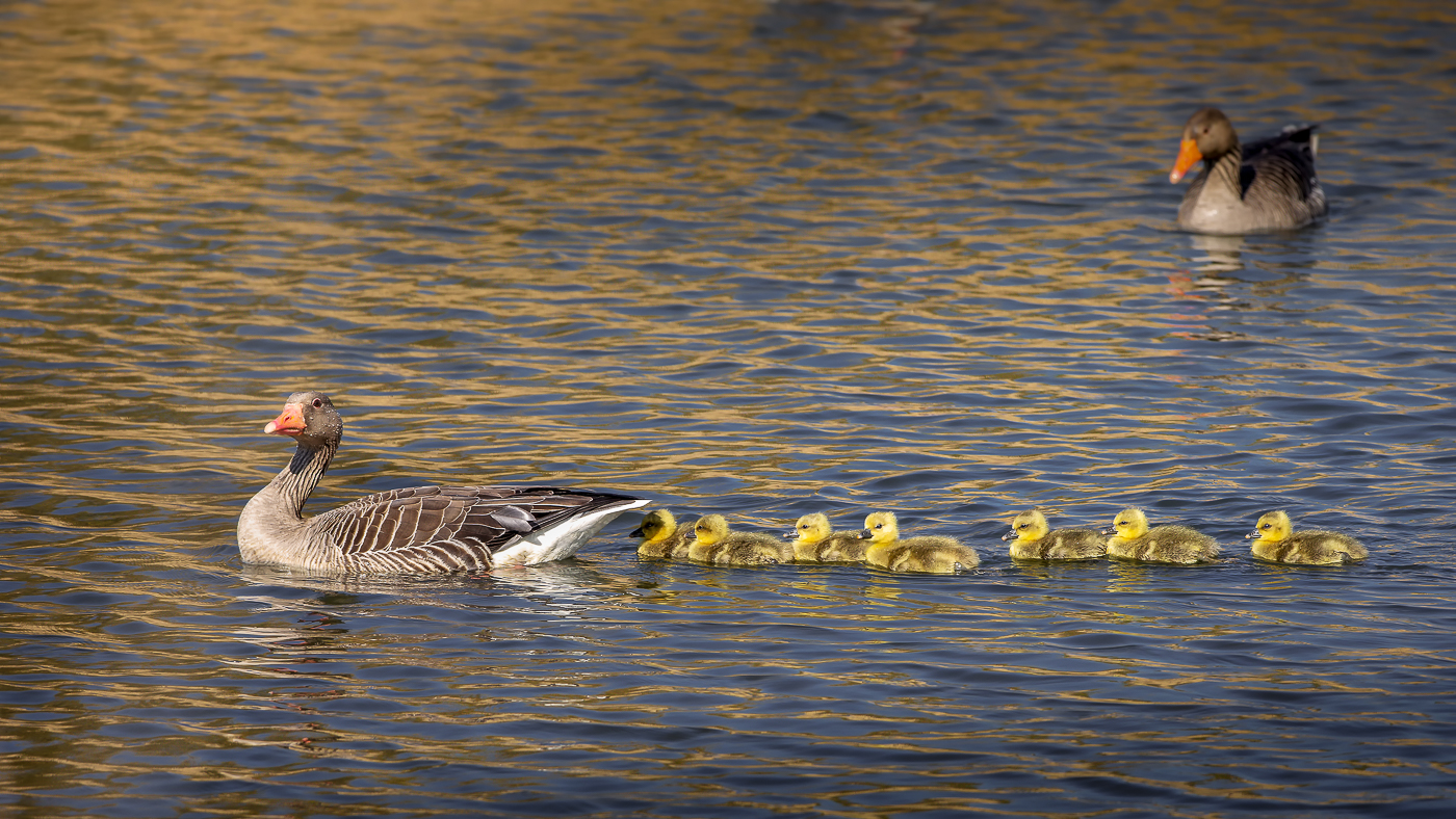 Gestatten Gans...,