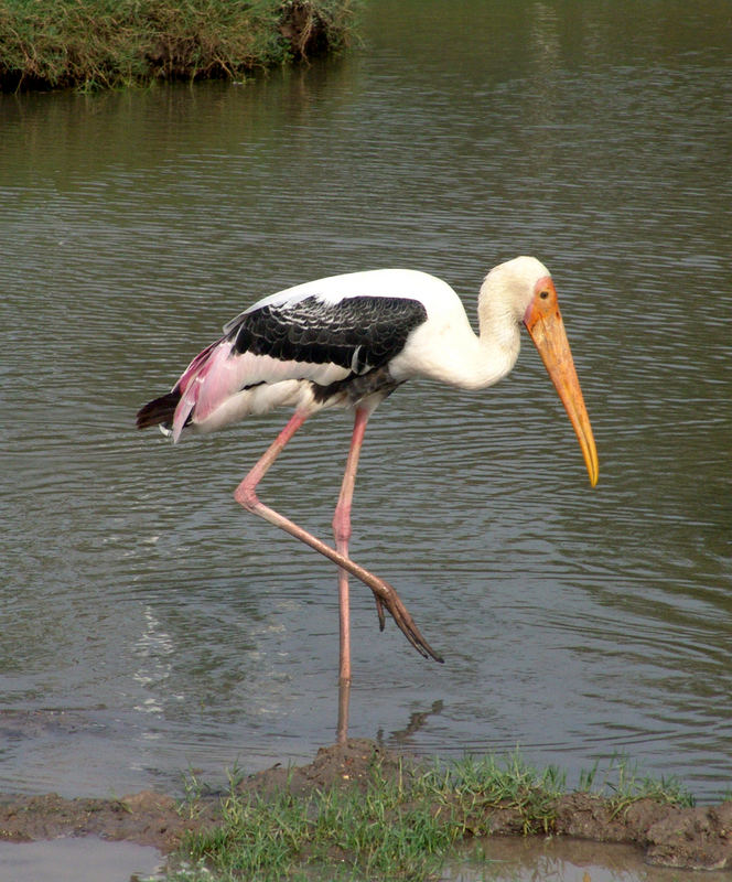 Gestatten - Gevatter Storch