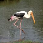 Gestatten - Gevatter Storch