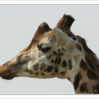 Gestatten, Giraffe - nicht Affe