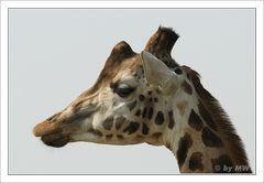 Gestatten, Giraffe - nicht Affe