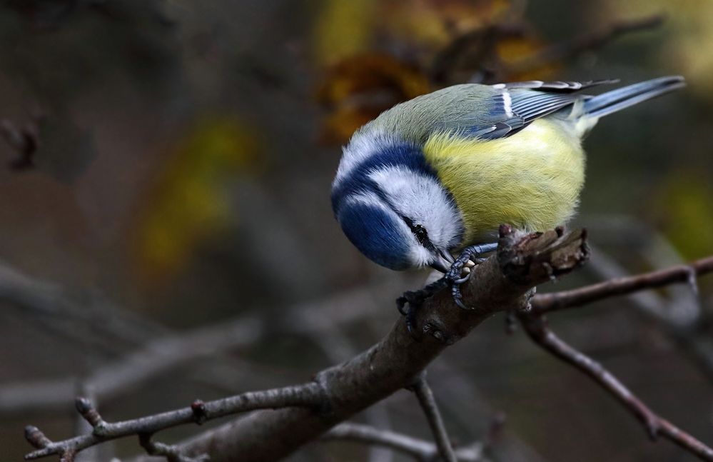 "Gestatten gnä Frau, Blau Meise ...." (ISO 2000)