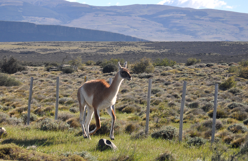 Gestatten: Guanaco