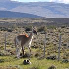 Gestatten: Guanaco