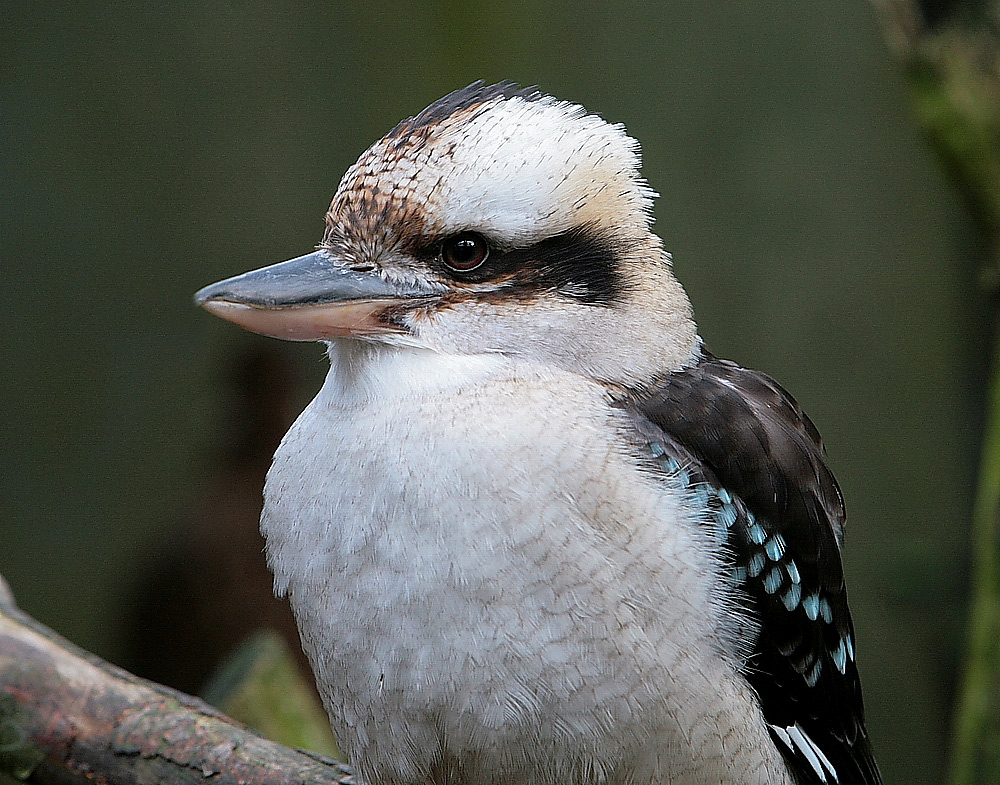 Gestatten: Hans