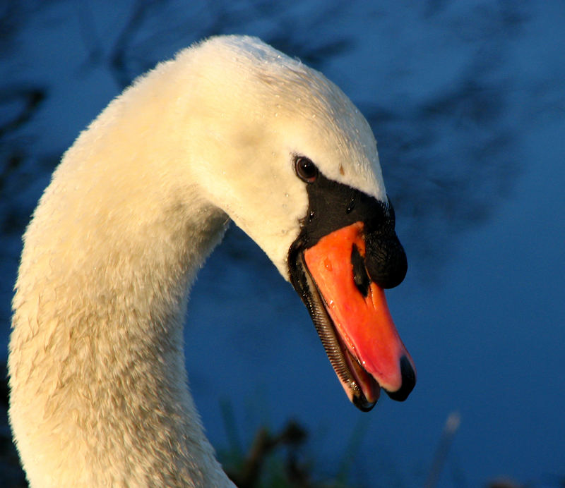 Gestatten... Harry Swan