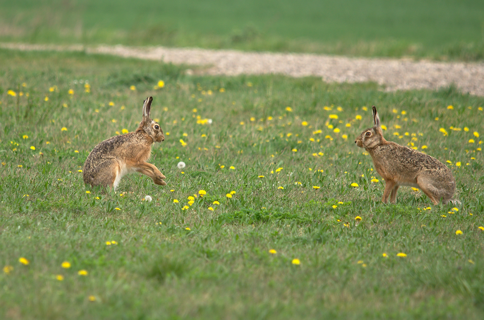 Gestatten: Hase