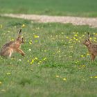 Gestatten: Hase