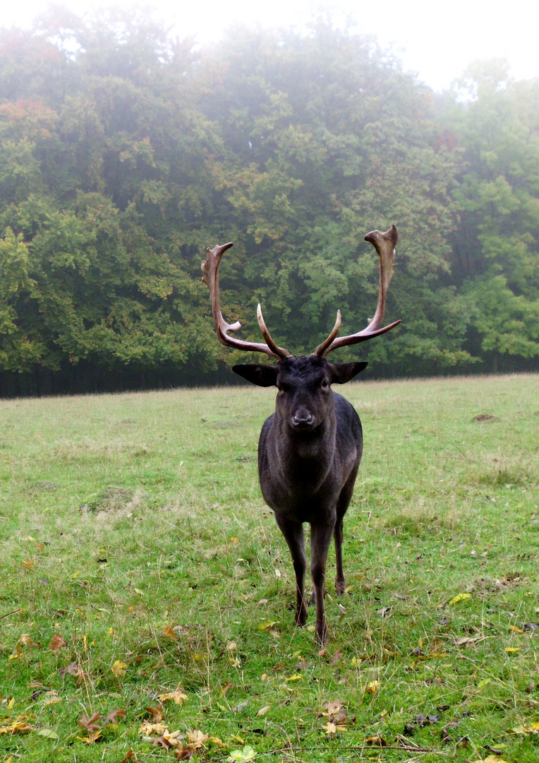 Gestatten: Hirsch!