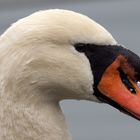 Gestatten - Höckerschwan