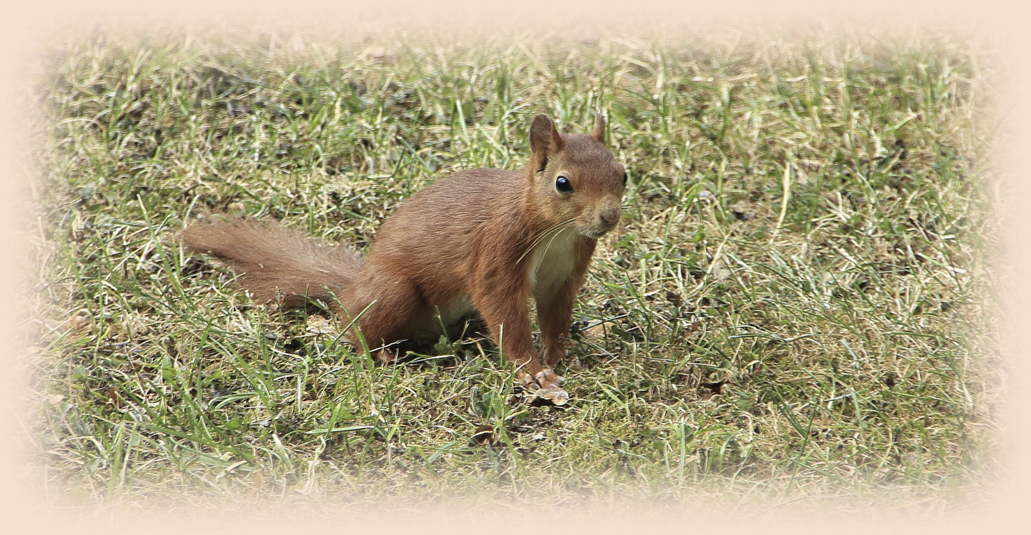 Gestatten, Hörnchen, Eich Hörnchen