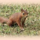 Gestatten, Hörnchen, Eich Hörnchen