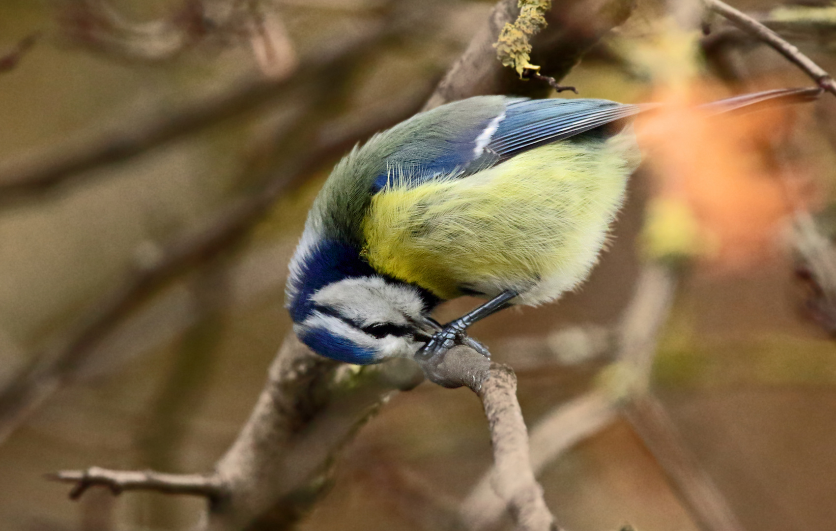 "Gestatten ...... ich bin Blau, die Meise"