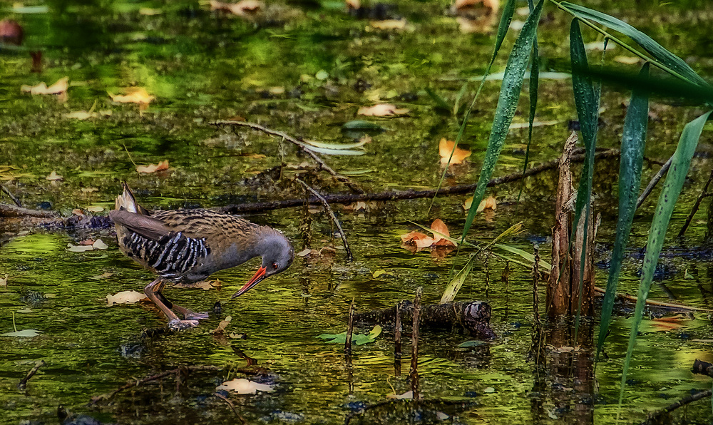 Gestatten ....... ich bin die Wasserralle