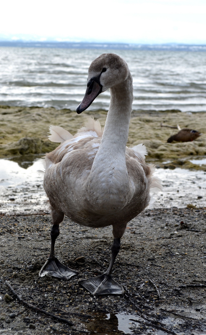 Gestatten ich bin ein junger Schwan