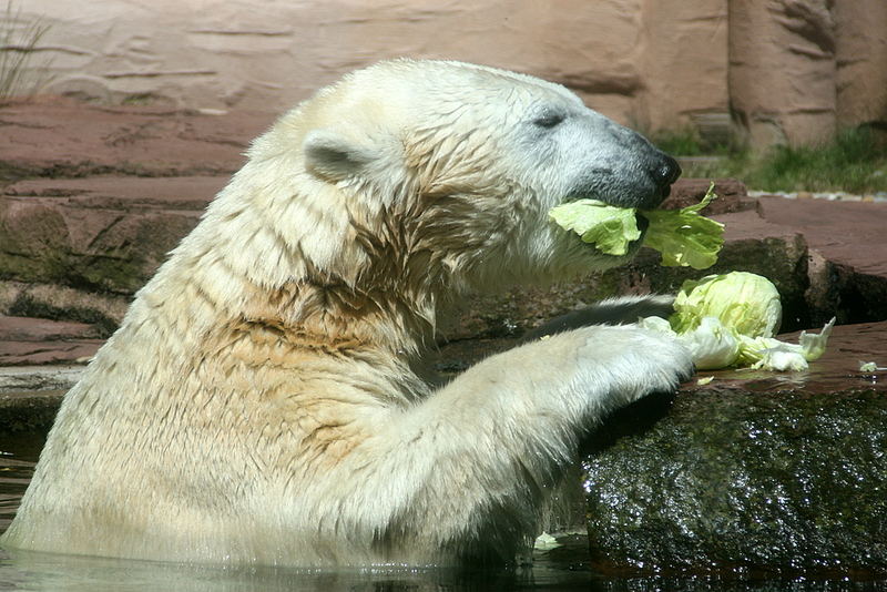 Gestatten ich bin jetzt ein Vegetarierer