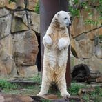 Gestatten, ich bin Knut!