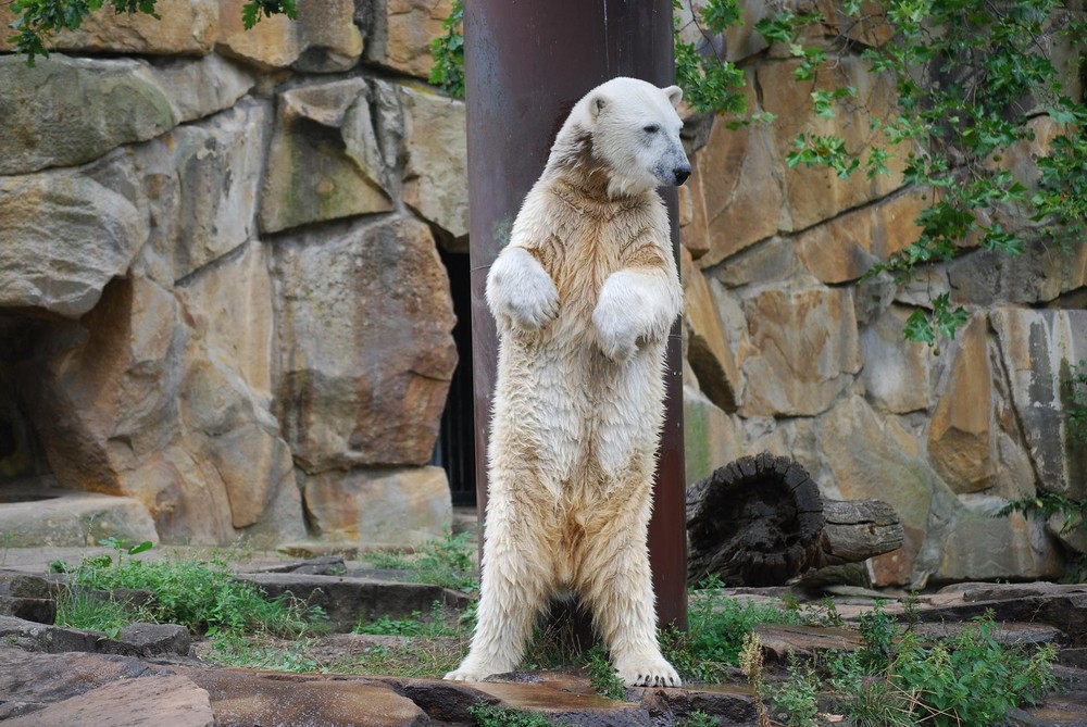 Gestatten, ich bin Knut!