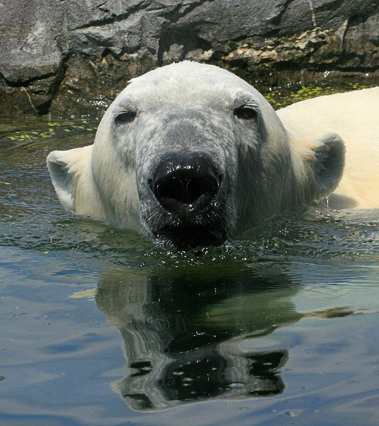 Gestatten - Ich bin nicht Knut