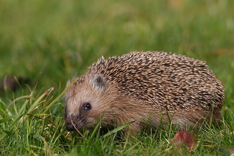 Gestatten: Igel