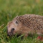 Gestatten: Igel