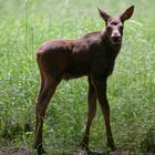 Gestatten, Kalle Elch! Vier Wochen alt.