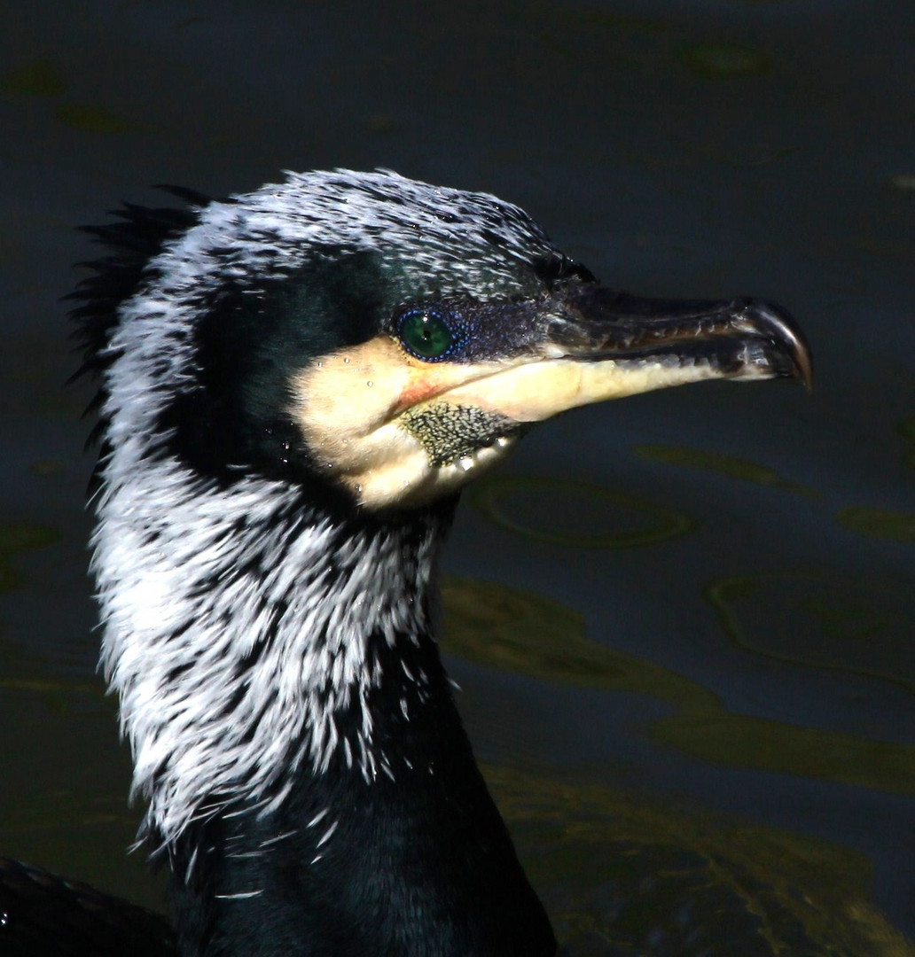 Gestatten Kormoran