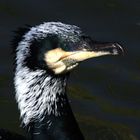 Gestatten Kormoran