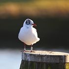 Gestatten - Larus ridibundus A692