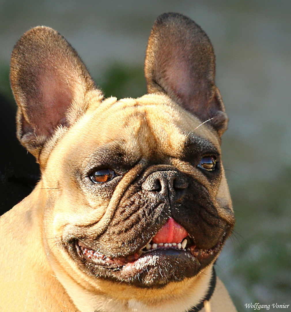 Gestatten Lotta, ich bin eine Französische Bulldogge und.....