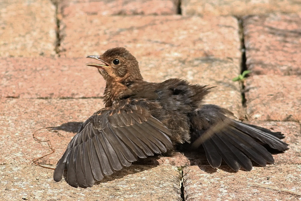 gestatten: mein Name ist Amsel............