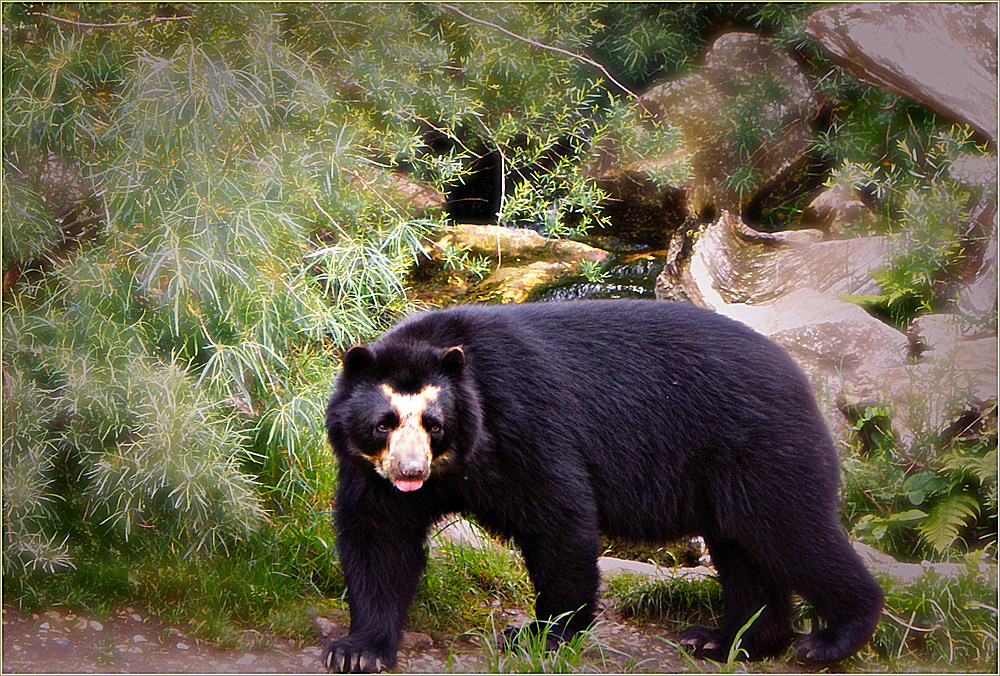 Gestatten, mein Name ist Bär...Brillenbär