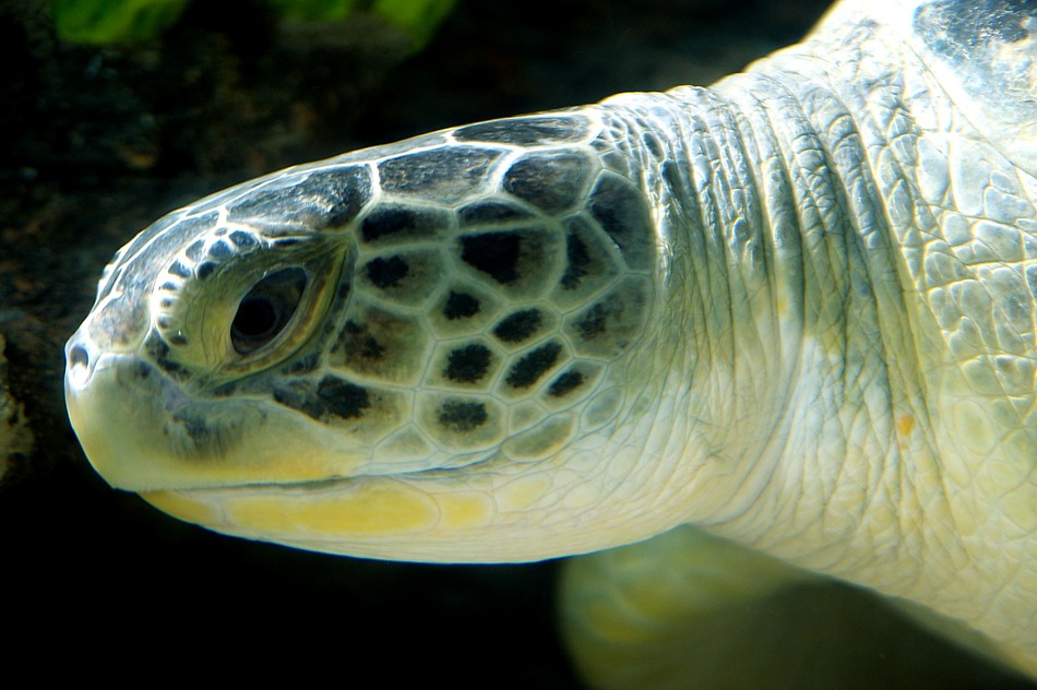 "Gestatten, mein Name ist chelonia mydas ...