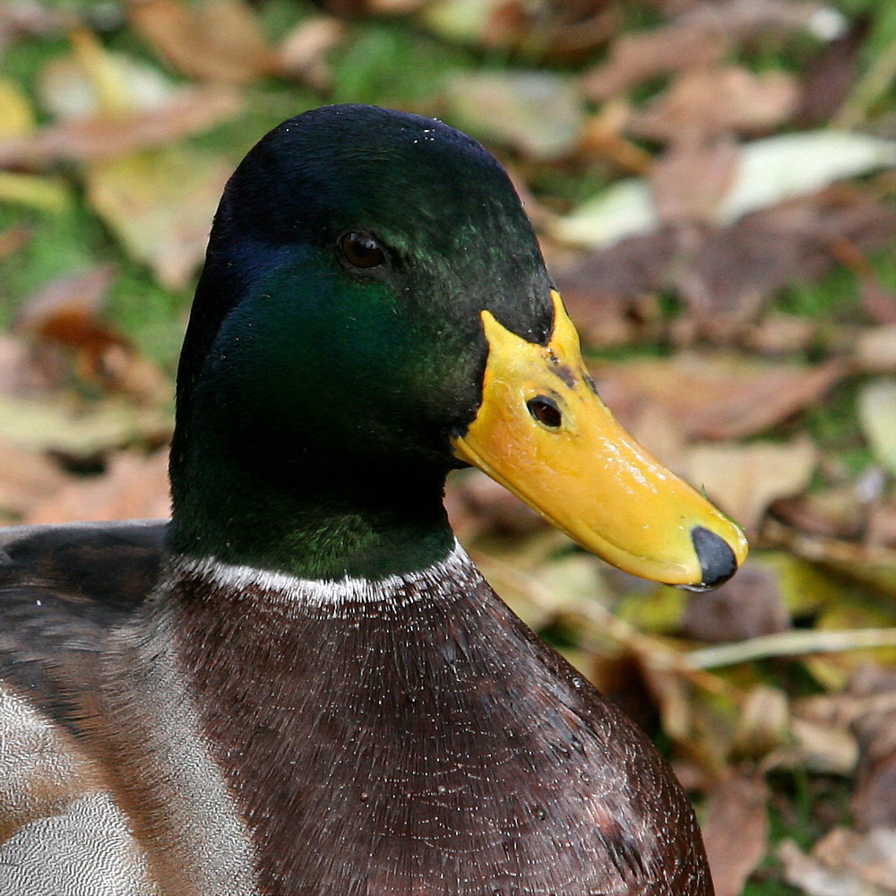 Gestatten, mein Name ist Duck, Donald Duck!