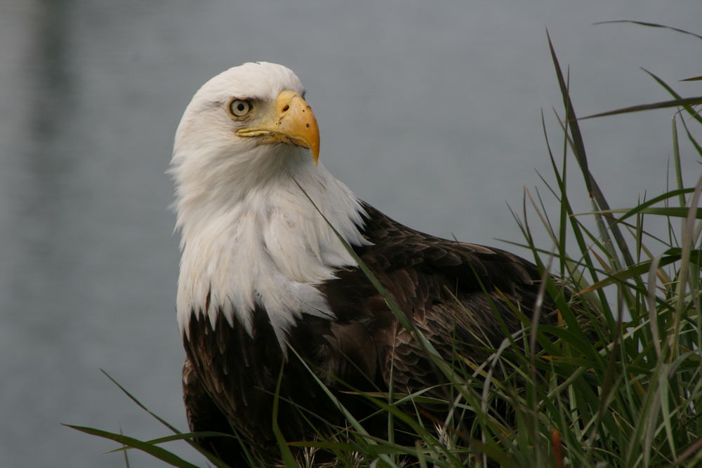 Gestatten, mein Name ist Eagle, Bald Eagle