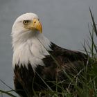 Gestatten, mein Name ist Eagle, Bald Eagle